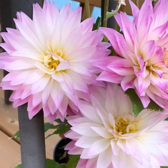 Meet your Posher, Meaghan - Picture 1 of 1